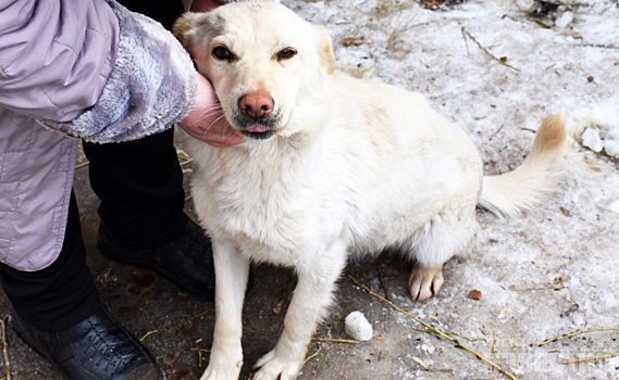 Курские зоозащитники ищут дом собакам из пункта передержки