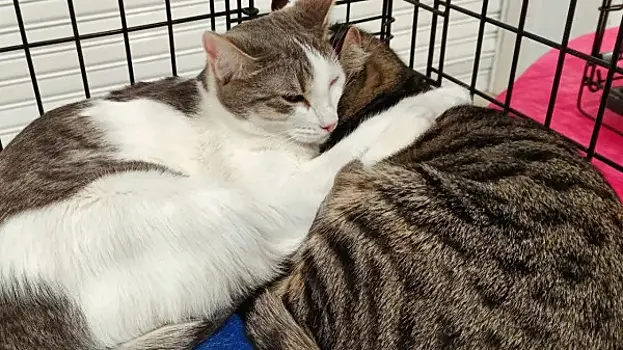 Двух котов подбросили к воротам приюта