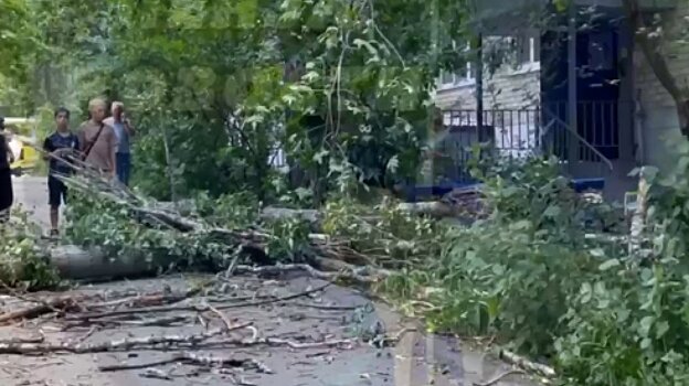 Пензенцы сообщили о женщине, которую придавило дерево