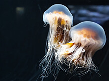 В России подготовят предложения по добыче медуз в Азовском море и их переработке