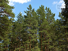 В Пензенской области за 5 лет восстановлено около 6 тыс. га леса