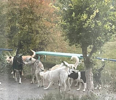 Тюменцы жалуются на стаю бродячих собак на детской площадке