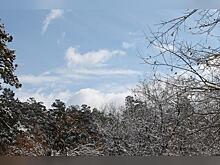 Семь случаев незаконной рубки выявили в регионе