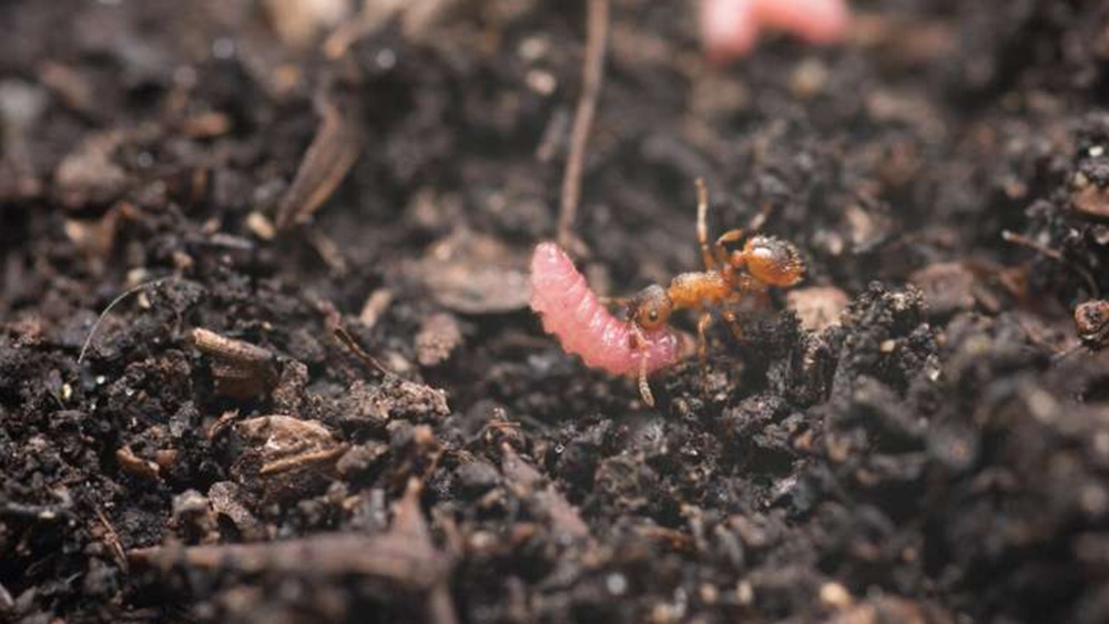 Афера&nbsp; в мире насекомых: почему муравьи становятся няньками для гусениц
