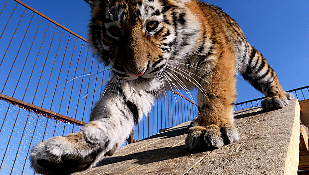 В WWF рассказали о перспективах увеличения популяции амурских тигров