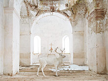 Галерея «PENNLAB» представляет выставочный проект художника и фотографа Игоря Елукова «Книга Чудес»