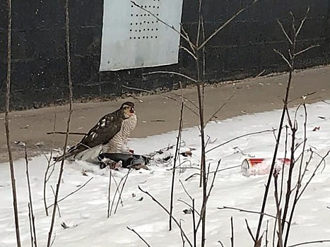 Изголодавшийся ястреб пообедал голубем возле дома на Новгородской