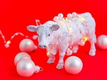 «Быки приносят в мир добро!»