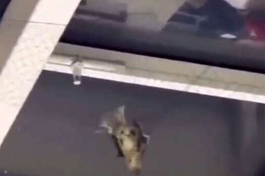 Прокуратура проверит ТЦ в Москве, где заметили мертвых птиц