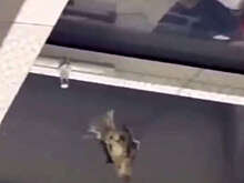 Прокуратура проверит ТЦ в Москве, где заметили мертвых птиц