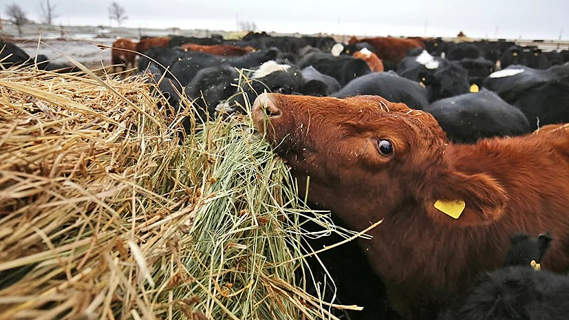 На поддержку животноводов Удмуртии выделено 1,4 млрд рублей за полгода