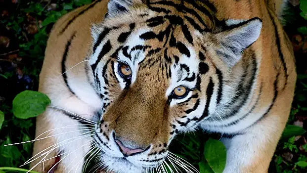 Найденная в Хабаровском крае тигрица умерла