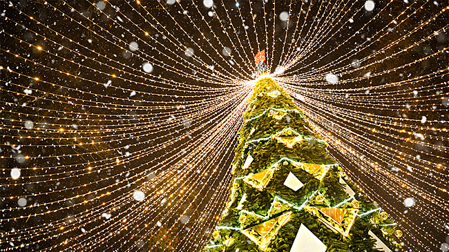 В Петропавловске-Камчатском украшенную елку чуть не унесло ветром