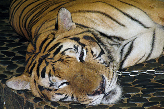 Тигра засняли уходящим с собакой в зубах