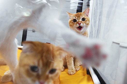 В Новой Зеландии надумали запретить кошек