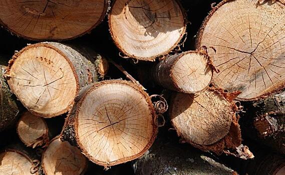 В Курске работника РЖД оштрафовали на 1,5 млн рублей за вырубку деревьев