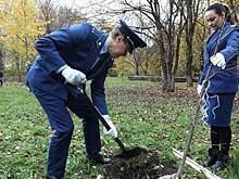 150 саженцев липы высадили в Вологде в честь 300-летия прокуратуры России