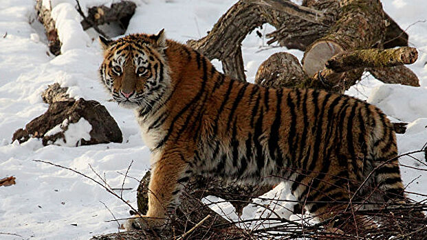 В России в 2022 году может пройти Международный форум по сохранению тигра
