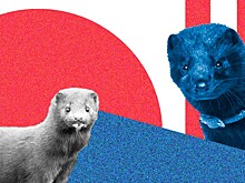 Российской норке пока не грозит песец