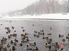 Благоустройство набережной Исети оценили в 10–15 миллиардов