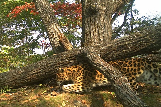 В Приморье краснокнижный леопард очаровал экспертов своей фотогеничностью
