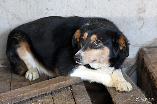 Соцсети: сбивший собаку кузбассовец бросил ее умирать на морозе