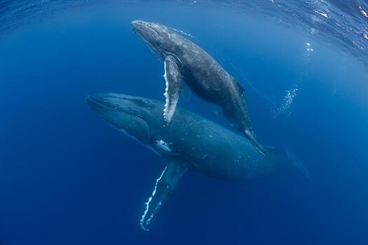 WWF призвал создать охраняемые морские территории в местах миграции китов: Новости ➕1, 17.02.2022