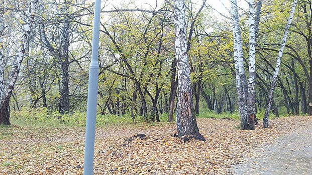 В Томске продолжат благоустройство Михайловской рощи