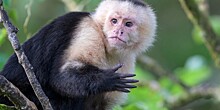 Зоологи усомнились в гипотезе происхождения цветного зрения у приматов