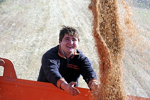 Омские аграрии столкнулись с проблемой реализации зерна нового урожая