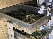 В Ленобласти пожарные спасли из огня 700 черепах, 11 ежей, 11 хомяков и 3 кроликов