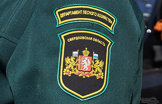 На Среднем Урале осудили пятерых мужчин, вырубивших деревья на ₽9,3 млн