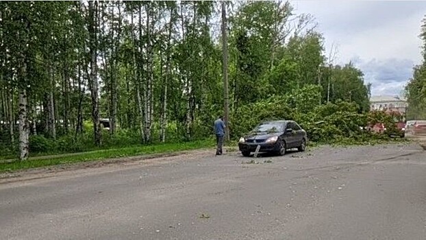 В Коминтерне дерево рухнуло на проезжую часть
