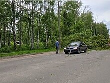 В Коминтерне дерево рухнуло на проезжую часть