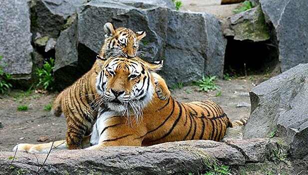 В Приморье две тигрицы впервые попали в фотоловушки