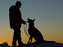 Собака спровоцировала ДТП с тремя заживо сгоревшими людьми