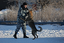 На Среднем Урале полицейский пес по горячим следам вычислил подозреваемого в убийстве