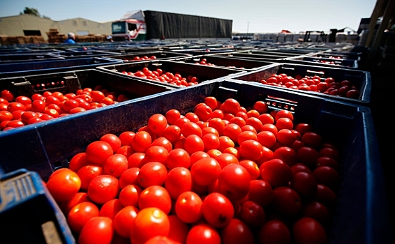 Казахстан пообещал ответить на ограничения Москвы на ввоз томатов
