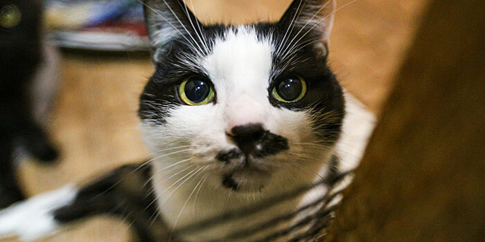 В Рязани спасли кота, просидевшего несколько дней в запертом магазине