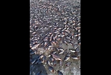 Сотни погибших рыб на Салтаиме мог оставить после себя местный рыбзавод