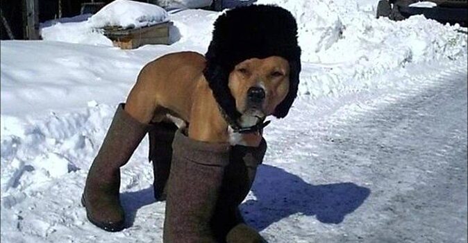 Деревенская мода: как в селах зимой утепляют собак (смешная фотоподборка)