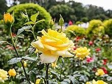 Столичные парки подготовили онлайн-занятия для москвичей