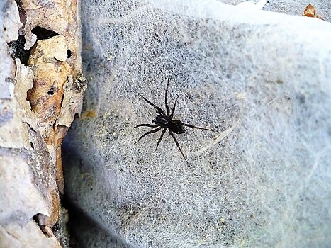 Как выбрать укрывной материал для растений