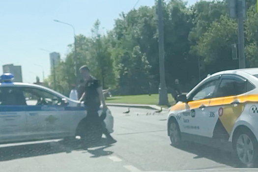 Московские полицейские остановили автодвижение ради переходящих дорогу утят
