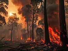В США задержали двух мигрантов при тушении лесного пожара