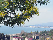 Абхазия в Сочи обсудит сотрудничество с Кубанью и НАО