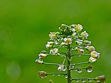 Дождливая погода спровоцировала рост сорняков на полях Татарстана