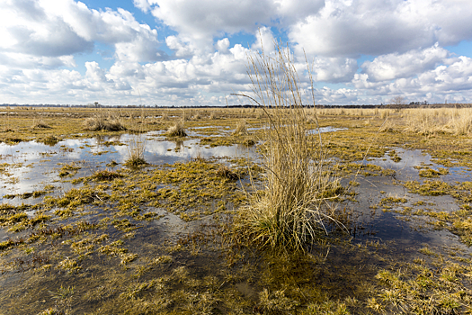 Проблемы заболоченного участка и их решения
