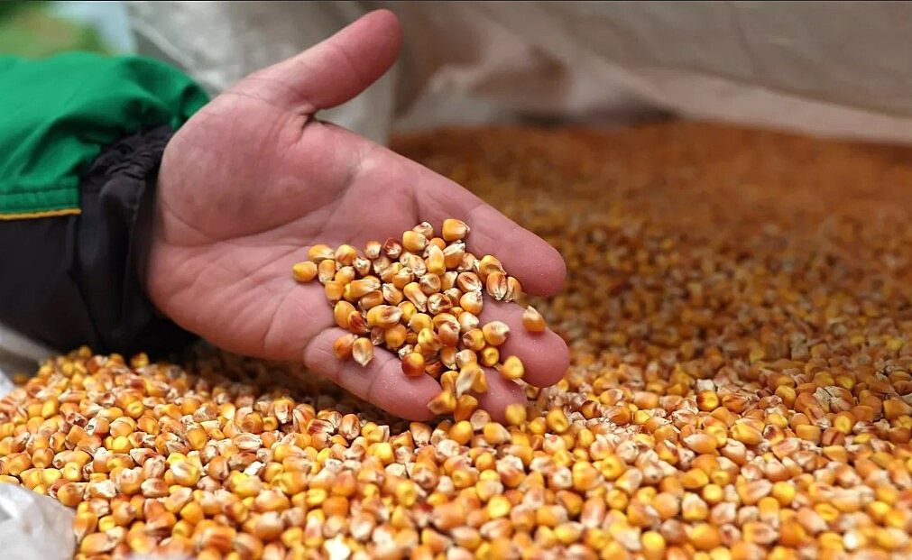 В Испанию по новому пути прибыло первое судно с украинской кукурузой