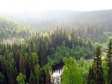 WWF назвал пять рискующих исчезнуть древнейших лесов России